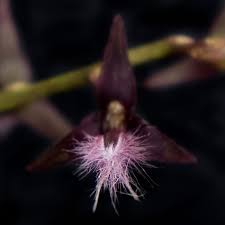 Image result for Bulbophyllum saltatorium