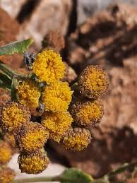 Image result for Tanacetum balsamita
