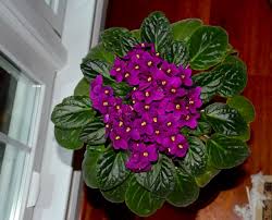 We did not find results for: African Violet Saintpaulia Ionantha My Favorite Houseplant Extension Master Gardener Volunteers Of Durham County