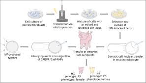 The Knockout Of The Hmg Box Domain Of The Porcine Sry Gene By Crispr Cas Rnp Microinjection Causes Sex Reversal In Gene Edited Pigs Biorxiv Why electroporation is an ideal delivery method for crispr. hmg box domain of the porcine sry gene
