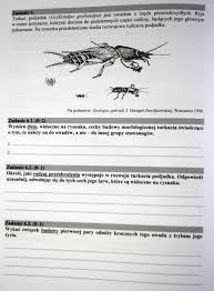 Co znaczy i jak powiedzieć turkuć podjadek po angielsku? Matura 2017 Biologia Rozszerzony Arkusze Cke Odpowiedzi Pytania Zadania Dzienniklodzki Pl