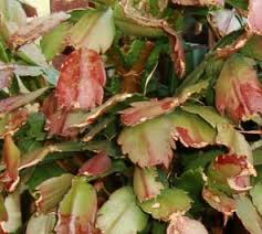 How do you get a christmas cactus to bloom? Christmas Cactus Thanksgiving Cactus Schlumbergera Buckleyi Guide Our House Plants