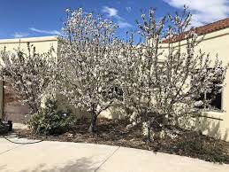 Add both to cart add both to list. Minnie Royal And Royal Lee Cherry Trees Pictures Growing Fruit