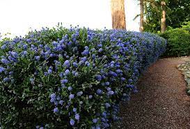 Buy plant shrubs & hedges and get the best deals at the lowest prices on ebay! California Lilac Hedge Garden Hedges California Lilac California Landscaping