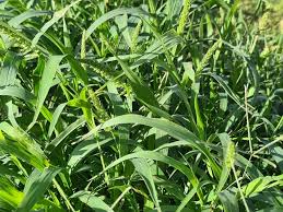 Image result for Echinochloa brevipedicellata