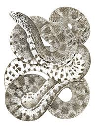 Prairie Bull Snake Snake Art Snake Drawing Snake