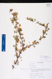Image result for Acacia pilispina