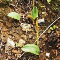 Image result for Ophioglossum gomezianum