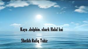 Please read below to understand more about halal. Kaya Dolphin Shark Halal Hai Sheikh Rafiq Tahir Youtube