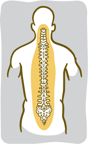 The vertebral column of the lower back includes the five lumbar vertebrae, the sacrum, and the coccyx. When Your Back Hurts Nih News In Health