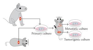 However, animal primary cells offer research benefits that indefinite cell lines cannot equal. Animal Cell Lines Schematic Representation Shows How Cell Cultures Are Download Scientific Diagram