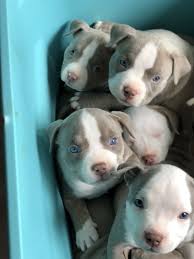 We indeed have the finest kinds of xxxl bullies, xl, xxl, xxxl pits that you can find anywhere else. Check Out The Incredible Build On These 4 Week Old American Bully Puppies Cute Baby Animals Cute Dogs And Puppies American Bully