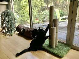 Check spelling or type a new query. Best Products To Stop Your Cat From Scratching Your Furniture In 2021