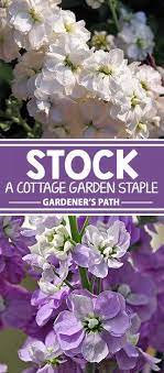 How To Grow Stock In Your Cottage Garden Gardener S Path Modern Design Cottage Garden Flower Garden Fragrant Flowers