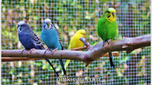 Kandang aviary minimalis dengan air terjun Membuat Kandang Aviary Cantik Untuk Burung Kesayangan Anda Om Kicau