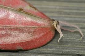 Temperature peperomia caperata rosso likes it warm the year round and needs a minimum temperature of of 15 °c (59 °f). Peperomia Caperata Rosso