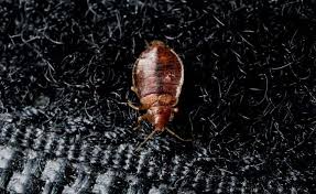 As infestations become established, it's not uncommon for bed bugs to spread within the home. Bed Bug Facts 6 Little Known Facts About Bed Bugs