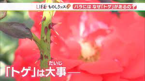 愛と美の花”バラにはなぜトゲがあるのか【ものしりっス】（静岡県） | TBS NEWS DIG