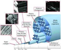 Striations indicate that a muscle cell is very strong, unlike visceral muscles. Hierarchical Arrangement Of The Collagen Of Tendons And Ligaments A Download Scientific Diagram