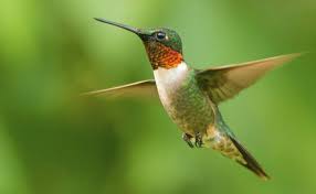 What may sound like a bee is the hum of a tiny bird beating its wings about 53 times a second! Ruby Throated Hummingbird Migration