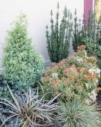 Image result for Pieris japonský little heath obrázek