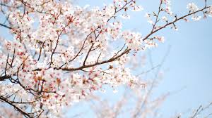 We did not find results for: Drawn Cherry Blossom Desktop Wallpapers Top Free Drawn Cherry Blossom Desktop Backgrounds Wallpaperaccess