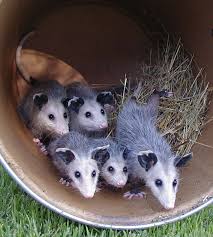 Cute Young Opossums Opossum Baby Possum Baby Opossum
