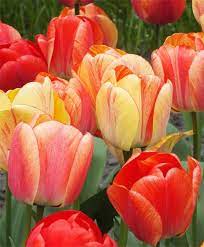 Tulip Gudoshnik Giant Darwin Hybrid Tulips Tulips Flower Bulb Index Bulb Flowers Pansies Flowers Tulip Flower Pictures