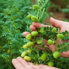 Image result for Cicer arietinum