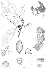 Image result for Haplocoelum