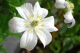 It grows best in full sun or partial shade and is a member of clematis pruning group 3, which includes species and cultivars that flower on the current year's growth. Clematis Huldine 80 100