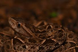 Image result for Bothrops asper