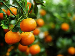 Proudly serving san diego for over two decades. Growing Tangerines Tips About Caring For Tangerine Trees