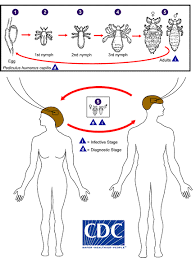 Image result for lice life cycle