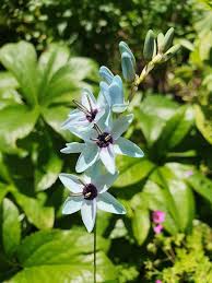 Image result for Hypoxis monanthos