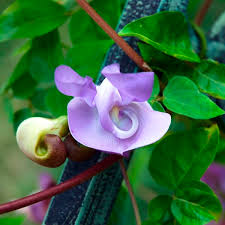 Most species are extremely poisonous. Corkscrew Vine Snail Vine Vigna Caracalla My Garden Life