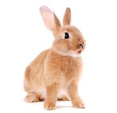 Ox mean calm , born tiger mean powerful rabbit mean good friend dragon mean strong snake mean prudent horse mean. Rabbit Definition And Meaning Collins English Dictionary