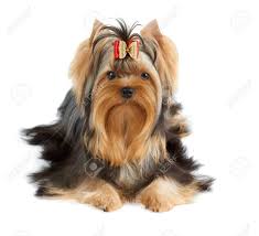 The length depends on the coat of her chihuahua parent. Beautiful Yorkshire Terrier Of Show Class With Perfectly Groomed Long Hair And Bow Stock Photo Picture And Royalty Free Image Image 65506601