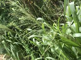 Image result for Panicum maximum