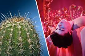 Please, try to prove me wrong i dare you. Quiz Choose Some Cacti And Succulents To Reveal Your Inner Color