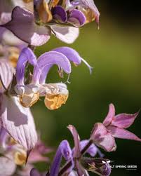 Image result for Salvia sclarea