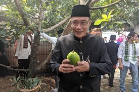 Apakah anda berencana menanam bibit alpukat? Mengenal Alpukat Cipedak Buah Legit Asli Dari Kampung Cipedak Jagakarsa Halaman All Kompas Com