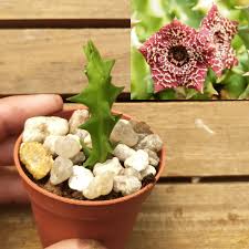 Image result for Orbea carnosa