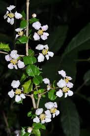 Image result for Malpighiaceae