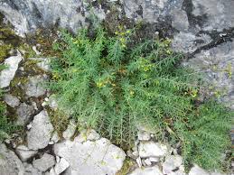 Image result for Hypericum lalandii