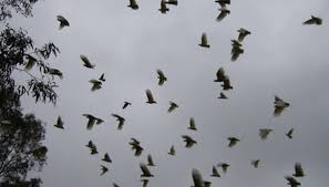 نتیجه جستجوی لغت [flock] در گوگل