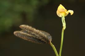 Image result for Fabaceae subfamily Papilionoideae