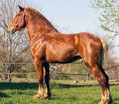 Show off your pictures of belgians, brabançons, or brabants! Belgian Giraffe Horse