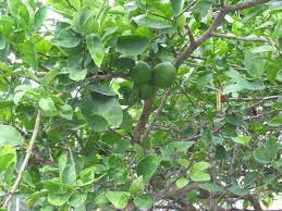 Addresses:146 2nd st n, saint petersburg, fl 33701 235 7th ave n, saint petersburg, fl 33701 po box 14441, saint petersburg, fl 33733 po box 2015, saint petersburg. Key Lime Tree Just Fruits And Exotics