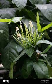 Image result for Oxyanthus pyriformis